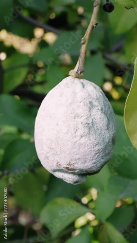 Lemon with mold on tree, highlighting fungal, lemon issue as unhealthy. Depicts fungal, lemon growth, risks in food safety. Showcases fungal, lemon effect, emphasizing unhealthy outcomes
