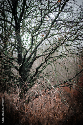 Mystery forest in autumn . Yellow and orange colors in forest. Fogy weather . Mystery trees . Leaves on trees . Misty weather .  photo