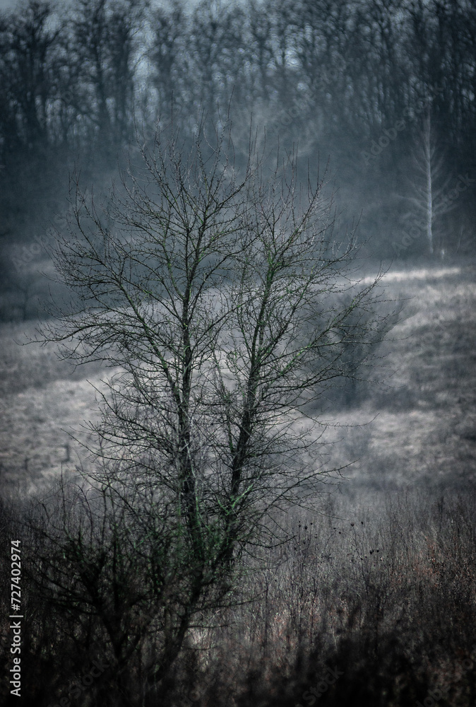 Naklejka premium Mystery forest in autumn . Yellow and orange colors in forest. Fogy weather . Mystery trees . Leaves on trees . Misty weather . 