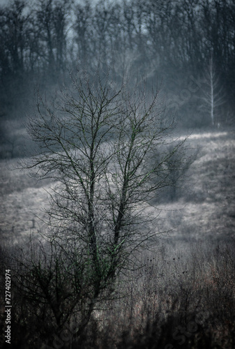 Mystery forest in autumn . Yellow and orange colors in forest. Fogy weather . Mystery trees . Leaves on trees . Misty weather . 