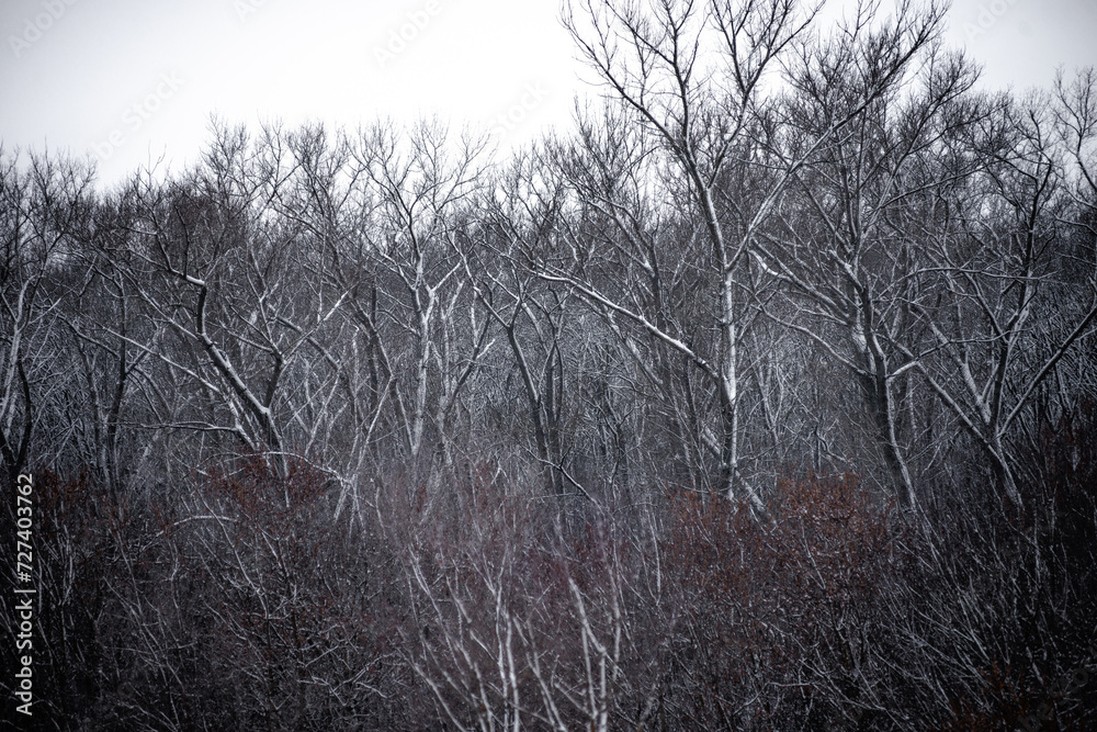 Forest in blizzard . Snow on the trees . Snowy weather . Landscape with snow Forest in blizzard . Snow on the trees . Snowy weather . Landscape with snow