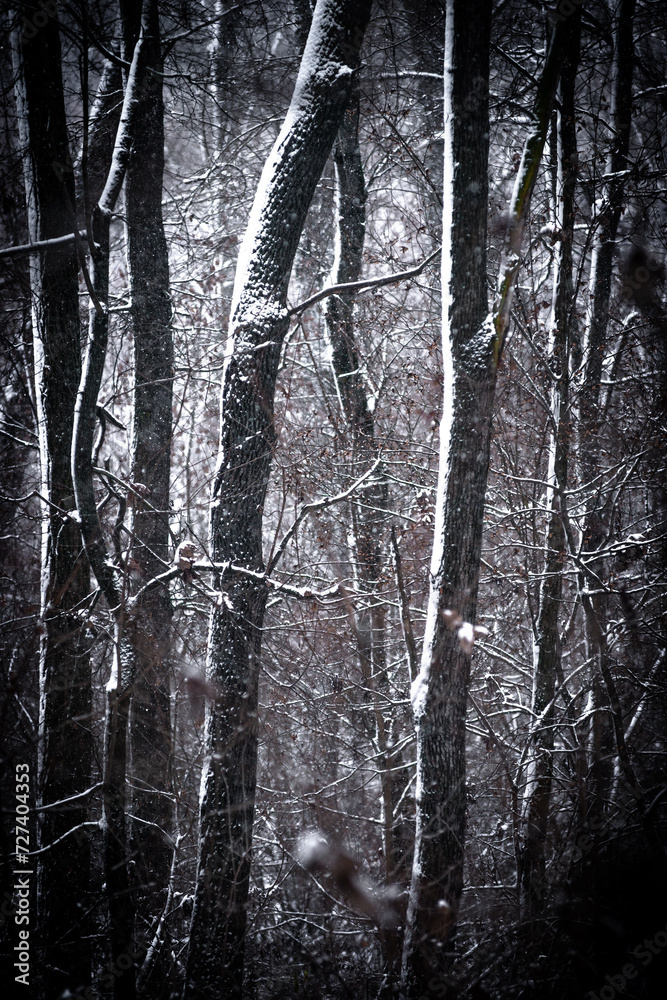 Fototapeta premium Snowy forest. Frozen nature. Snow in the forest . Trees covered snow. Winter landscapes . White colors . Trees in snow . Trevalin to forest . Mystery nature