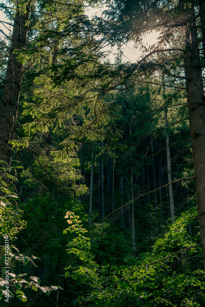 Obraz premium forest in the morning
