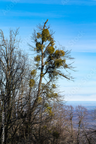 In nature, mistletoe (Viscum album) parasitizes the tree