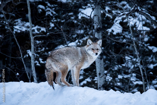 Wild Coyote hunting in a snowy winter forest