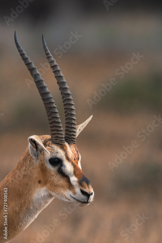 Closeup of a thomson gazelle in Amboseli National Park, Kenya. photo