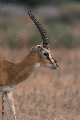 Closeup of a thomson gazelle in Amboseli National Park, Kenya.