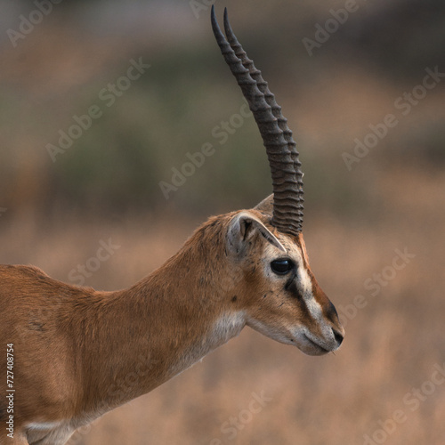 Closeup of a thomson gazelle in Amboseli National Park, Kenya.