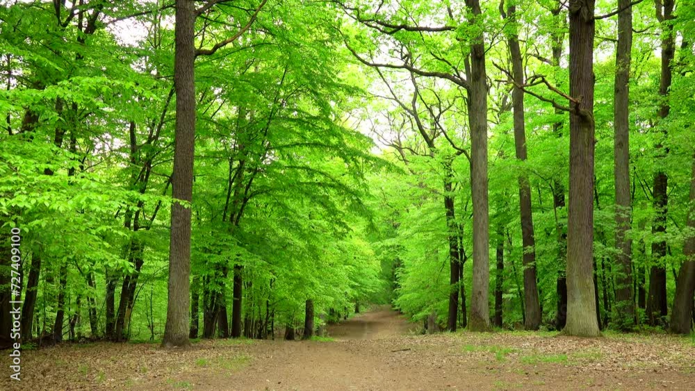 Beautiful spring forest green 4K. Trees, woods, branches, bark, path, walking, trail, leafs, fresh, grove, taiga, flora, day, park, nature, land, wind, peace, calm, scene, ultra hd. ProRes 422 HQ.