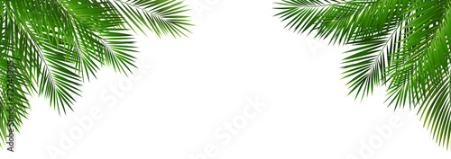 Border With Green Palm Tree Leaves