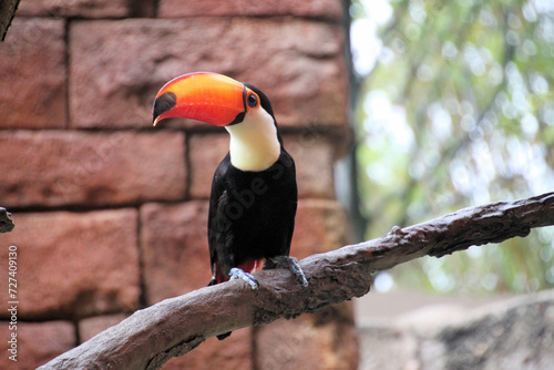 A Toucan on a Branch