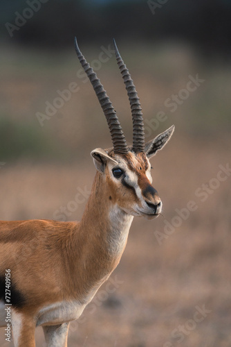 Closeup of a thomson gazelle in Amboseli National Park, Kenya.