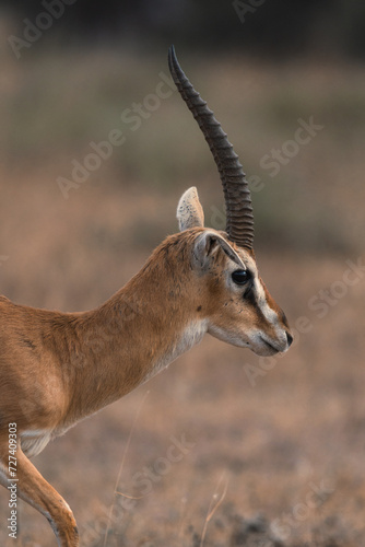 Closeup of a thomson gazelle in Amboseli National Park, Kenya.