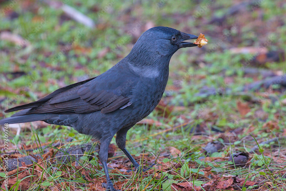 The Eurasian jackdaw, European jackdaw or simply jackdaw is a passerine bird from the crow family. A wild bird holds food in its beak. City bird among a colorful autumn landscape. The Eurasian jackdaw, European jackdaw or simply jackdaw is a passerine bird from the crow family. A wild bird holds food in its beak. City bird among a colorful autumn landscape.