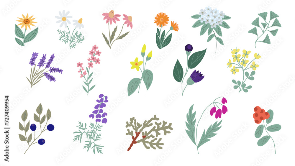 Set of 16 illustrations of plants used in homeopathic medicine, hand-drawn in a flat doodle style. Flowers and herbs used in alternative medicine.