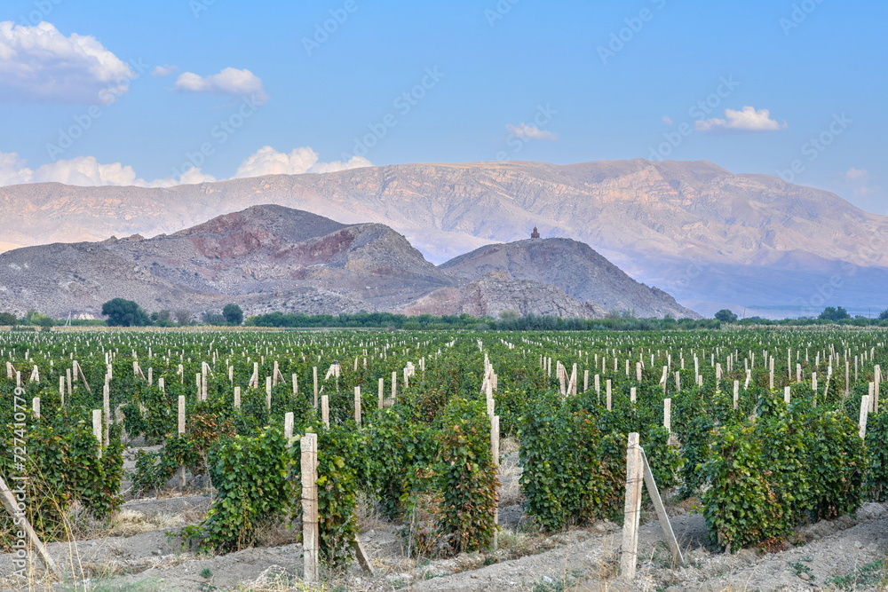 Armenian Vineyards in Ararat Valley