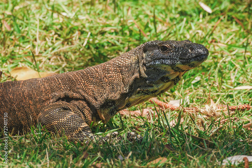 Lace monitor (Varanus varius) australian large lizard lies on the grass, animal in the natural environment on a summer sunny day. © Castigatio