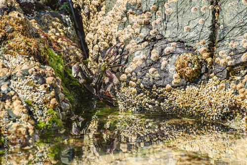 Purple rock crab (Leptograpsus variegatus) colorful crustaceans, male and female sit hidden between rocks by the water. Sea animals camouflaged near the shore. photo