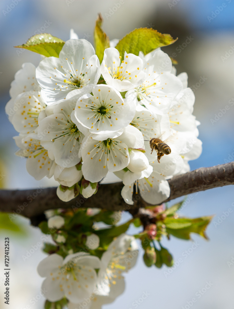 Bee near branch of cherry tree covered with many white flowers