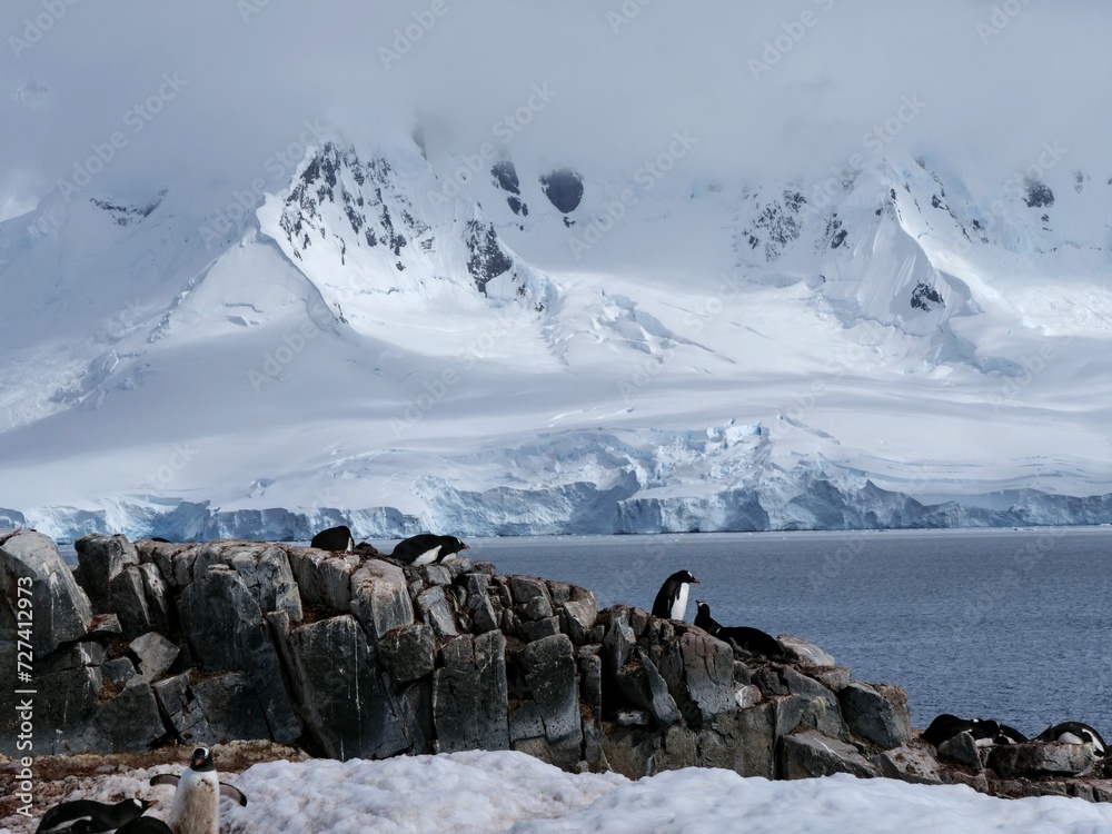 Kolonie von Eselspinguinen am Damoy Point auf Wiencke Island in der Antarktis - obrazy, fototapety, plakaty 