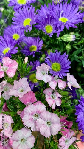 pink and white flowers