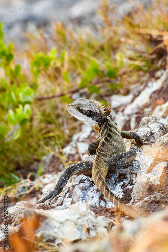 Australian water dragon  Intellagama lesueurii  Australian lizard sits on a stone on the seashore  animal in the natural environment.