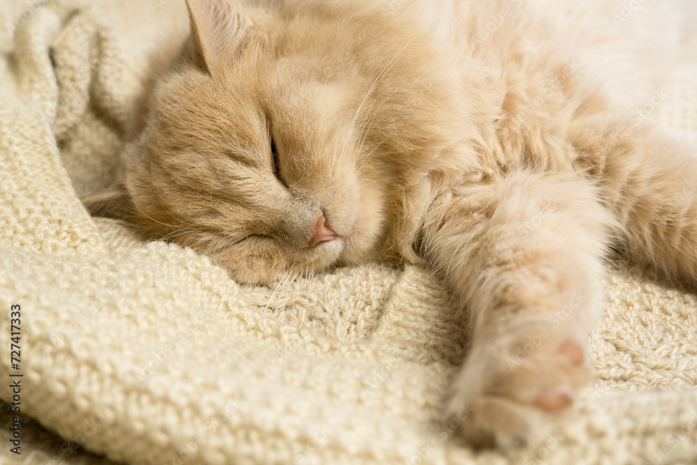 Close-up of a funny ginger cat sleeping on a knitted sweater at home.