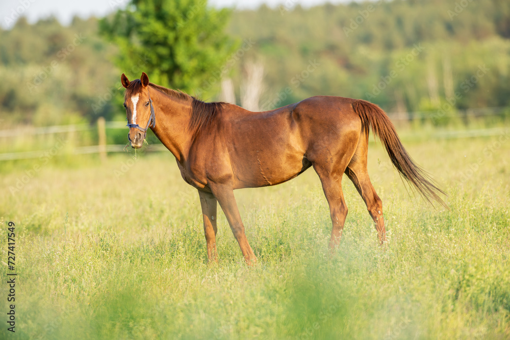 Fototapeta premium Ein Pferd auf der Koppel