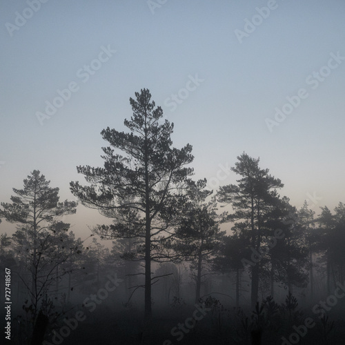 trees in fog