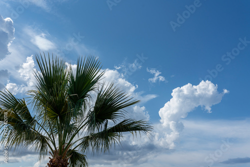 View of blue sky and palm trees from below, vintage style, tropical beach and summer background, travel concept.