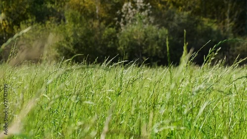 Static shooting of a green field with tall grass in slowmo, Beautiful background in 4K. photo