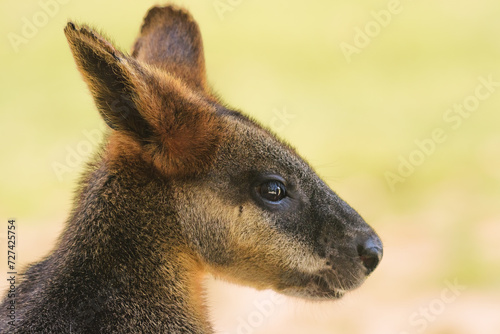Swamp wallaby (Wallabia) a mammal from the kangaroo subfamily, a kangaroo with gray and rusty fur sits and rests in the shade. photo