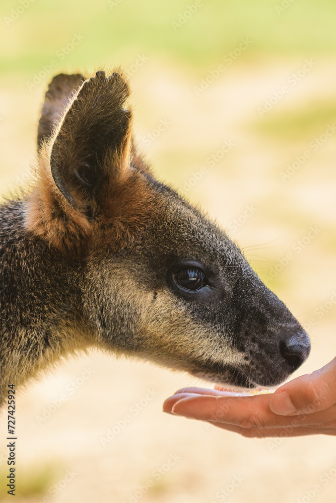 Swamp wallaby (Wallabia) a mammal from the kangaroo subfamily, a kangaroo with grayish rusty fur sits in the shade and eats a dry corn grain from the hand, feeding a kangaroo. Swamp wallaby (Wallabia) a mammal from the kangaroo subfamily, a kangaroo with grayish rusty fur sits in the shade and eats a dry corn grain from the hand, feeding a kangaroo.