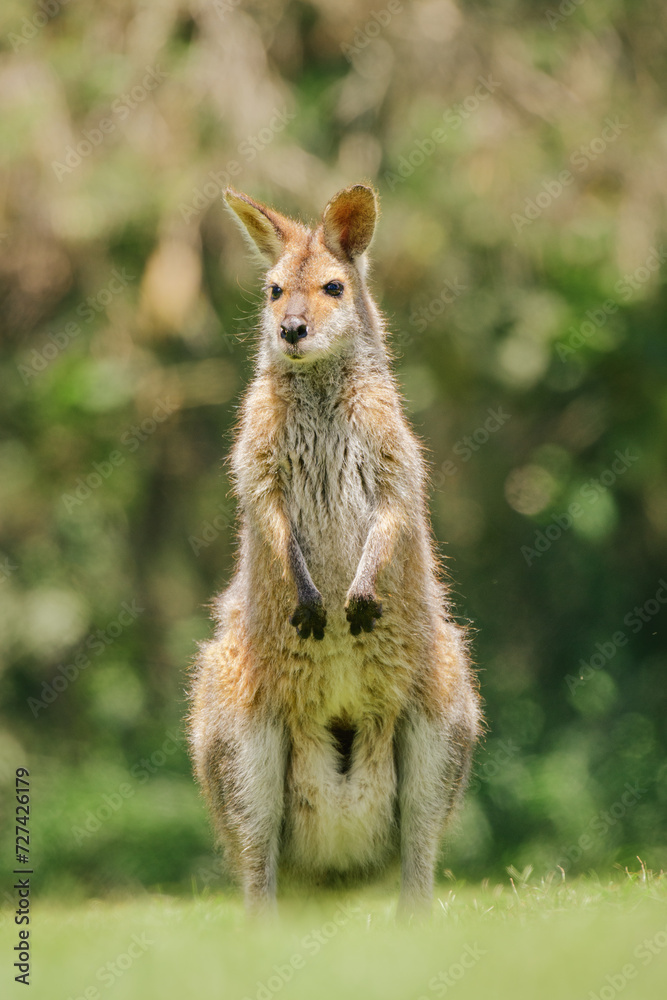 Obraz premium Eastern gray kangaroo (Macropus giganteus) Australian animals graze on green grass in natural habitat. The mammal stands on two legs.