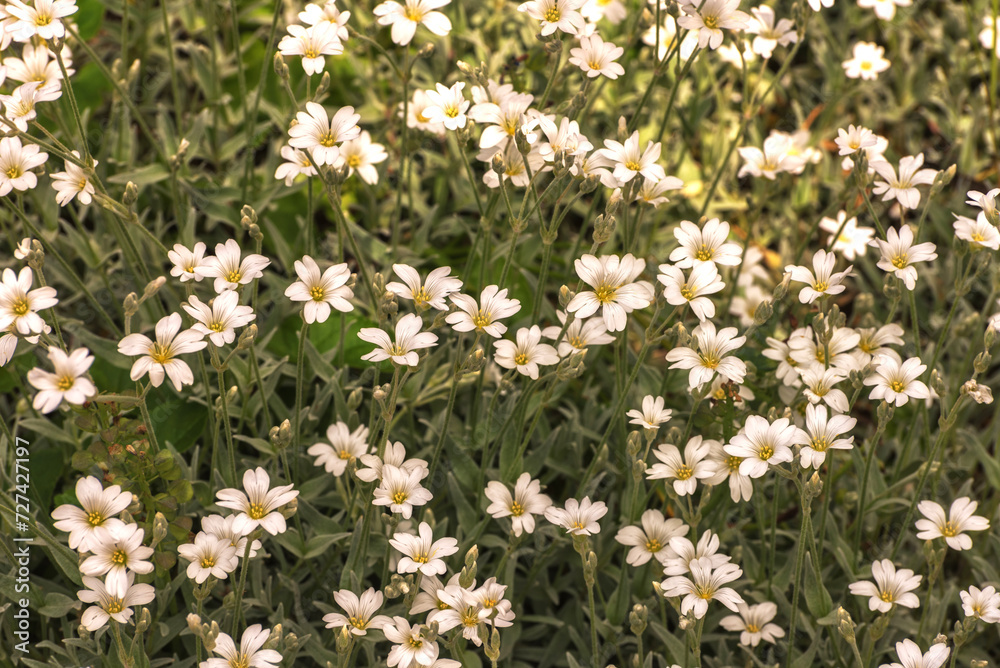 Cerastium tomentosum, snow-in-summer, an herbaceous flowering plant Cerastium tomentosum, snow-in-summer, an herbaceous flowering plant