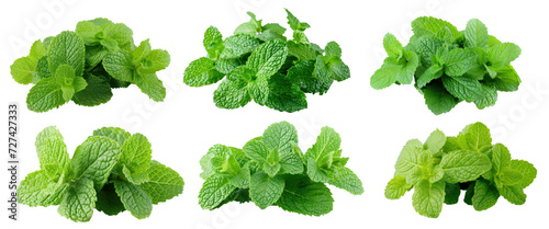 Set of fresh green mint leaves. Mint leaves close-up, cut out - stock png.