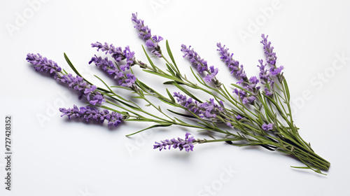 Calming bunch of fresh lavender flowers on white background.