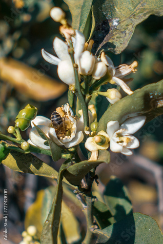 Abeja en flor de azahar