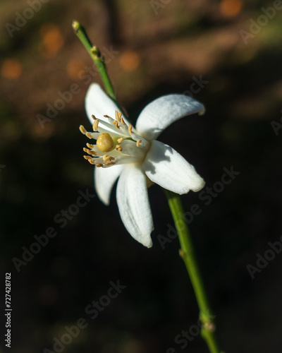 Flor de azahar