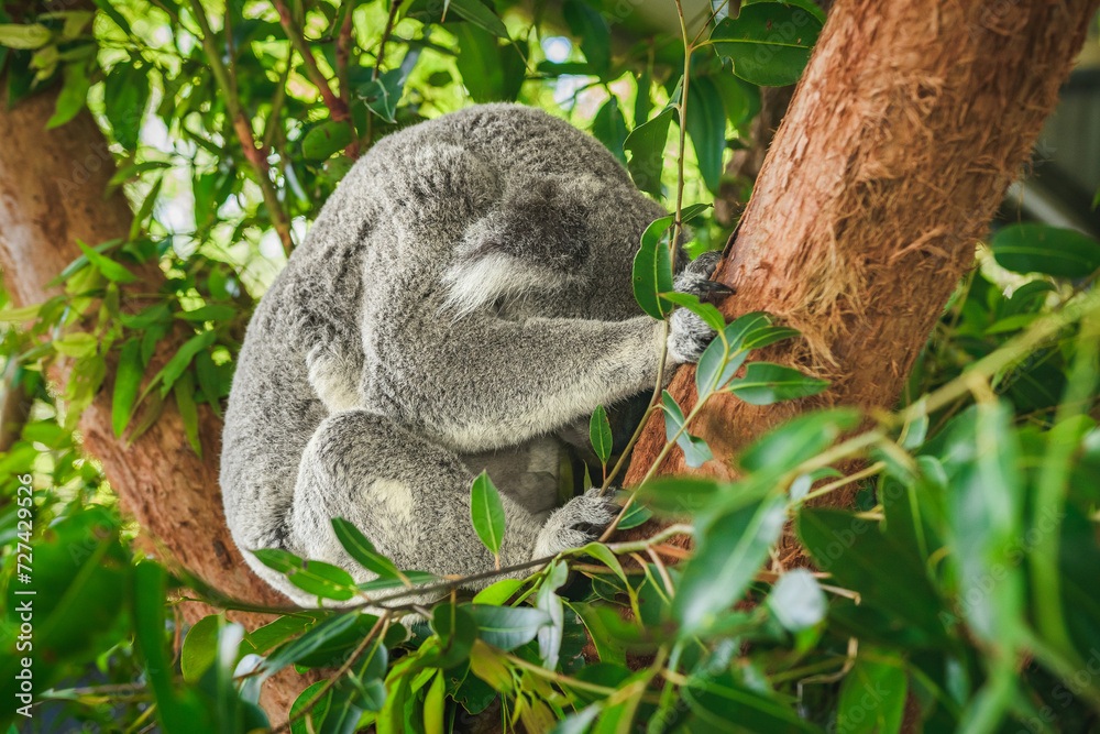 Fototapeta premium Australian koala (Phascolarctos cinereus) is a species of mammal, an arboreal herbivore.The animal sits on a tree and rests between green eucalyptus leaves.