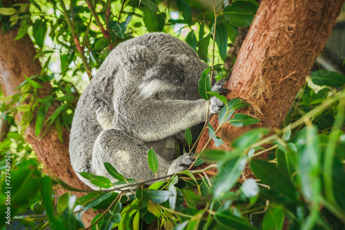 Australian koala (Phascolarctos cinereus) is a species of mammal, an arboreal herbivore.The animal sits on a tree and rests between green eucalyptus leaves.