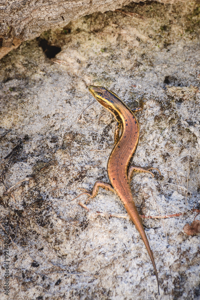 Naklejka premium Eastern Water Skink (Eulamprus quoyii) a small lizard in a natural habitat sits on the sand.