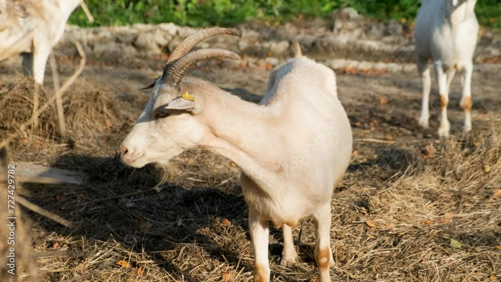 Milk white goat chews green grass in the field, farm, farming, walking pets on the ranch, healthy goat concept Milk white goat chews green grass in the field, farm, farming, walking pets on the ranch, healthy goat concept