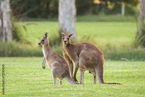 Eastern gray kangaroo (Macropus giganteus) Australian animals graze on green grass in natural habitat.