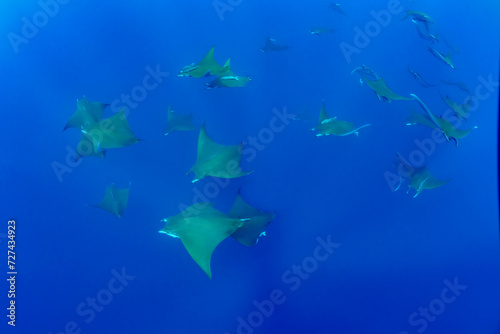 Group of giant devil manta rays, mobula mobular, swimming under the sea photo