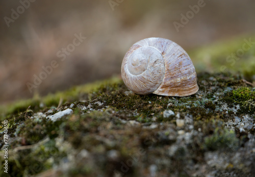 Snail shell detail close up on background