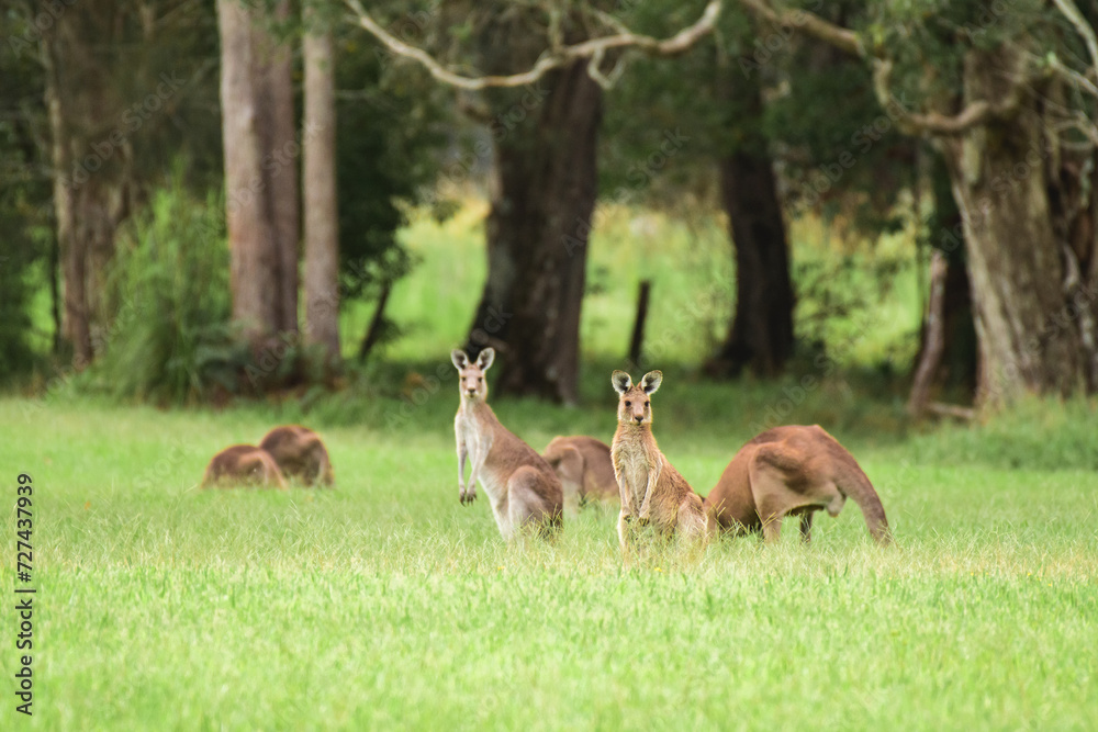 Eastern gray kangaroo (Macropus giganteus) Australian animals graze on green grass in natural habitat.