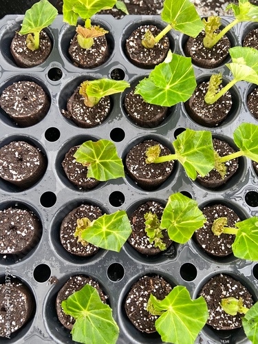 begonia cuttings in a greenhouse tray