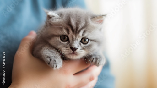 Cute little kitten in hands, closeup. Fluffy pet