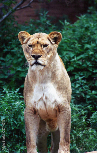 lioness focuses
